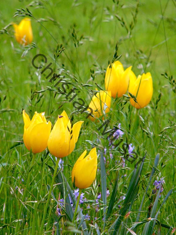 tulipe jaune 001