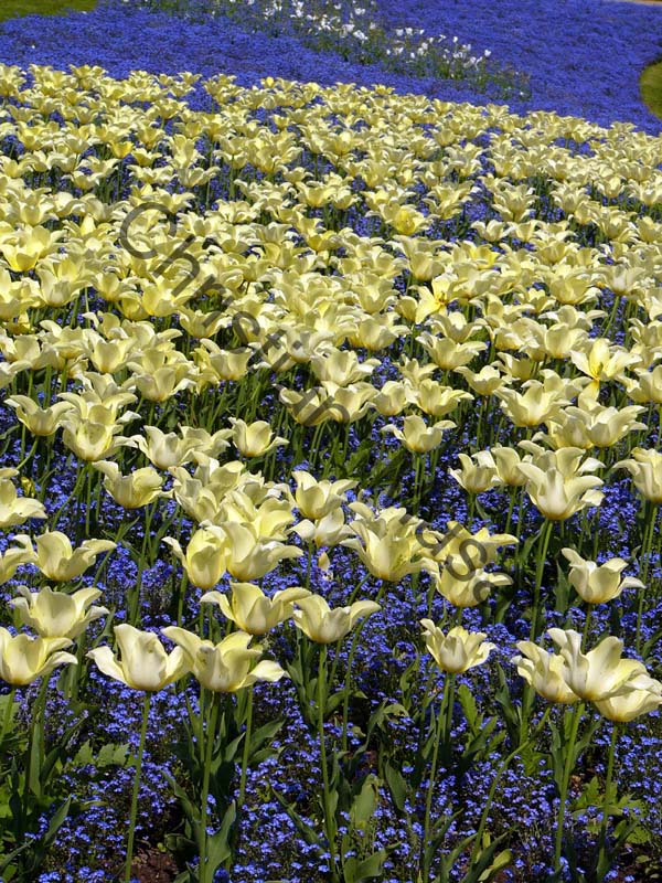 tulipe jaune 004