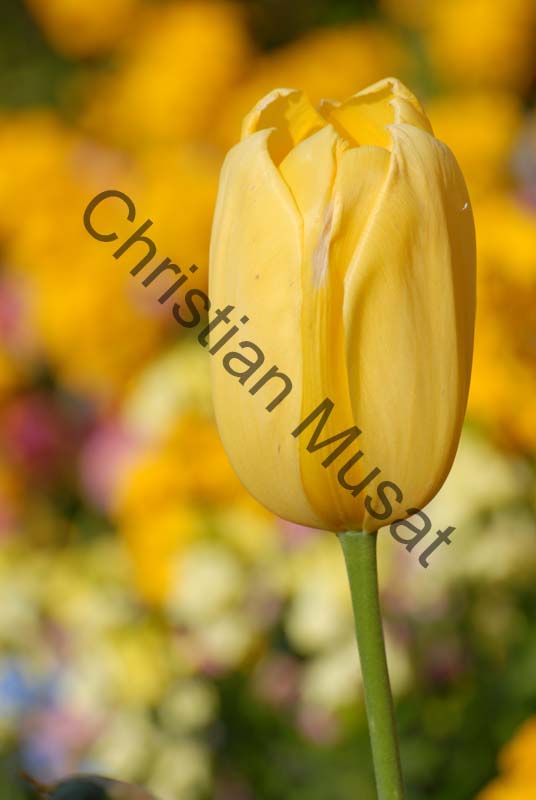 tulipe jaune 017