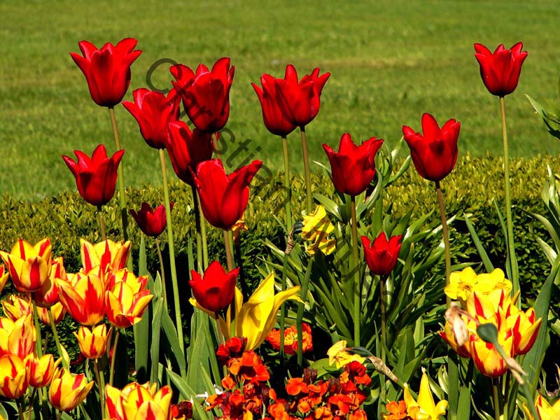 tulipe rouge 001