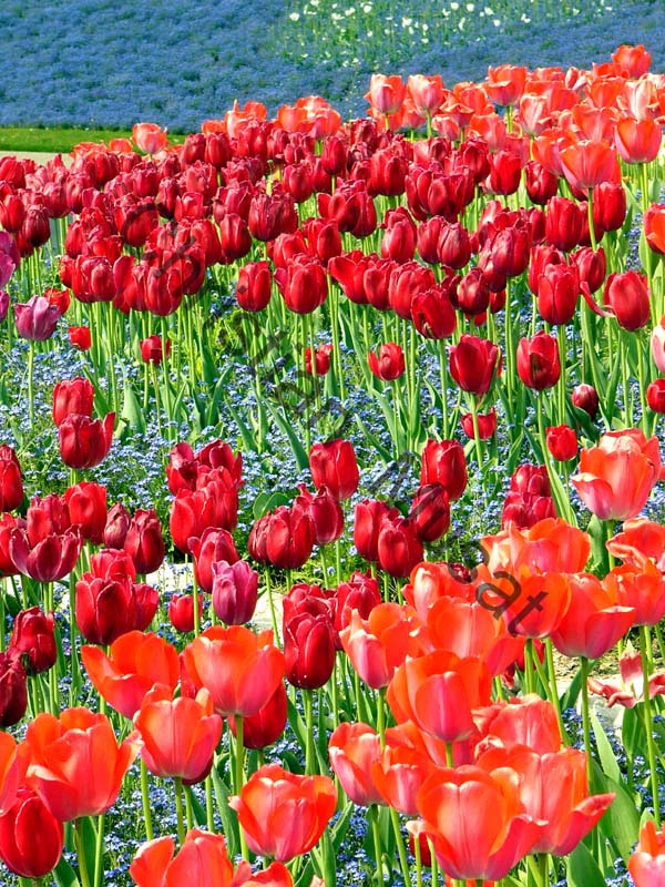 tulipe rouge 002