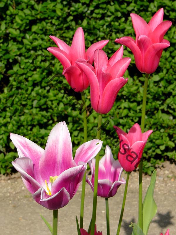 tulipe rouge 003
