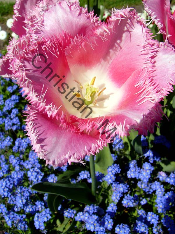 tulipe rouge 005