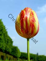 tulipe 016