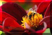 abeille 029