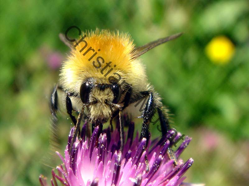 abeille 003