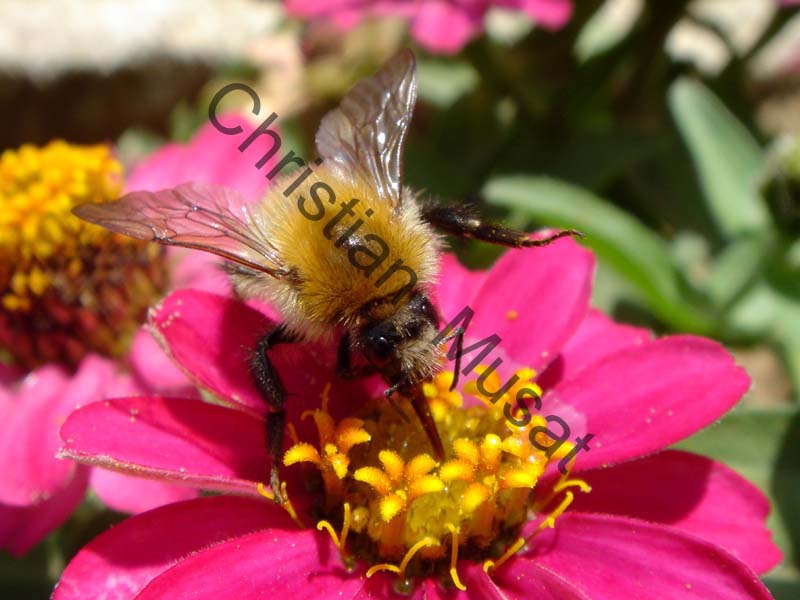 abeille 014