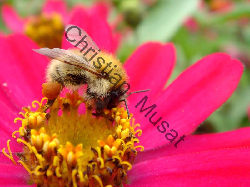 abeille 021