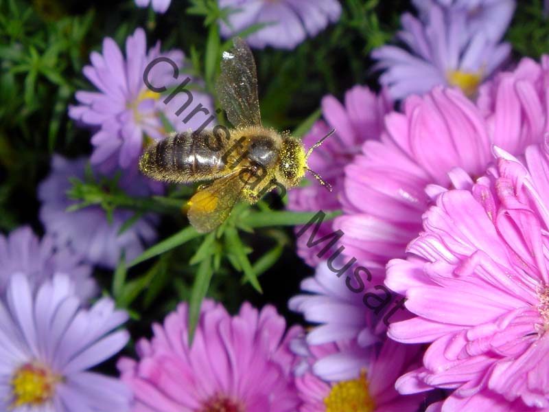 abeille 023