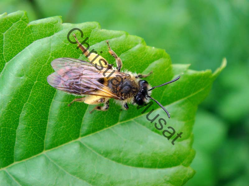 abeille 034