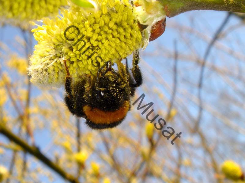 bourdon 002