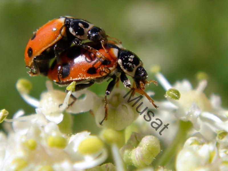 coccinelle 014