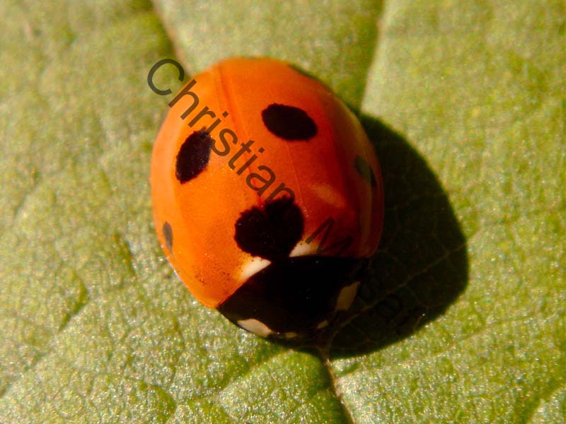 coccinelle 015