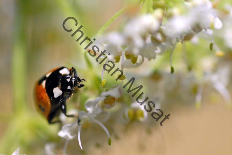coccinelle028