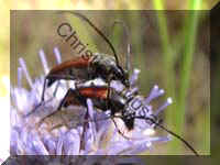 longicorne 007