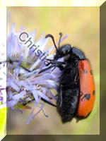 mylabris quadripuncta 001