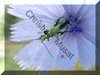 oedemera 007