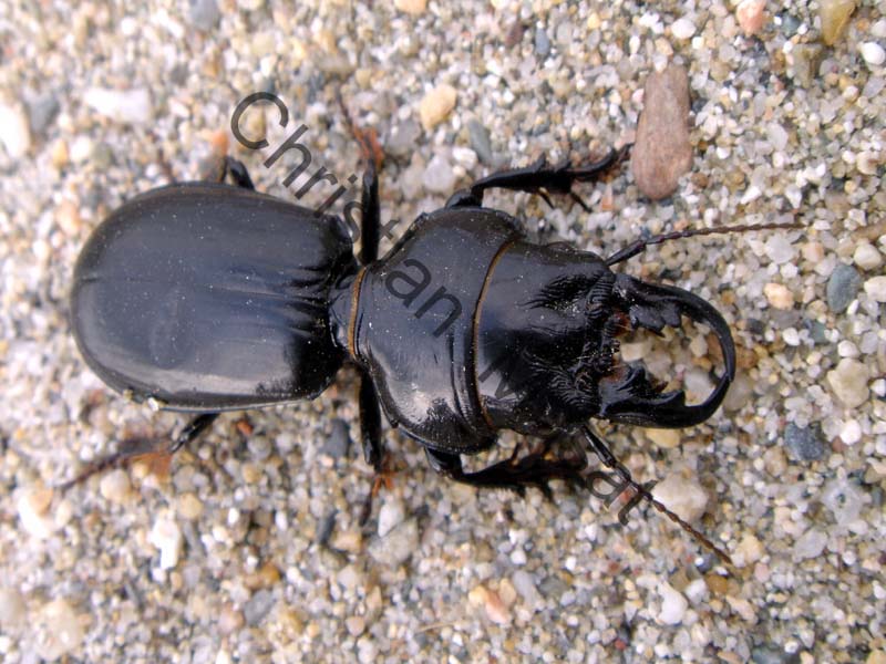 coléoptère 004