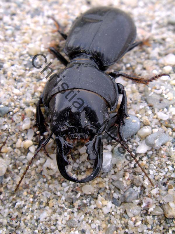 coléoptère 005