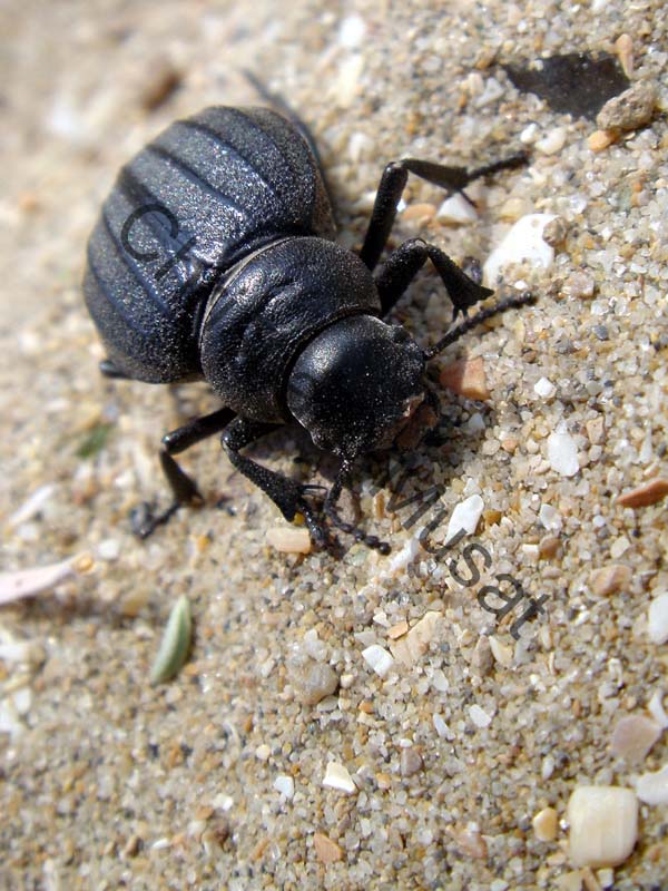 coléoptère 008