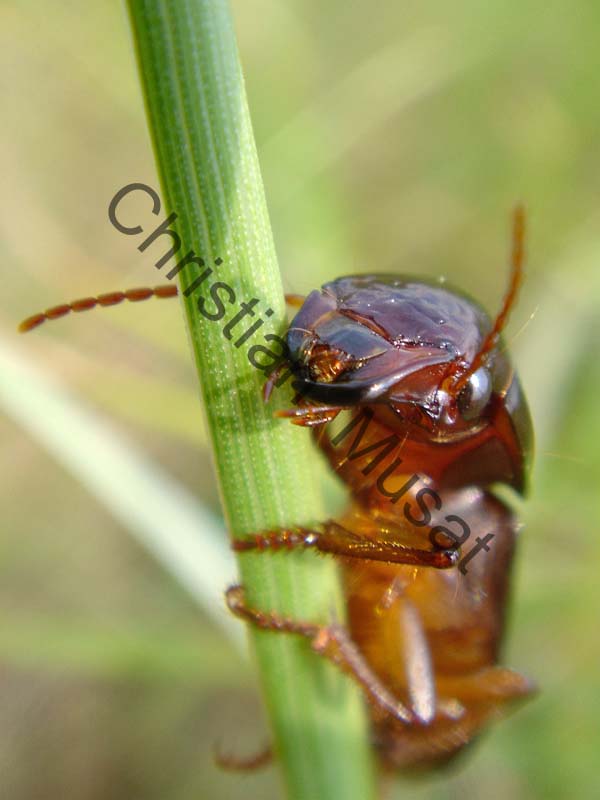 coleoptere 013