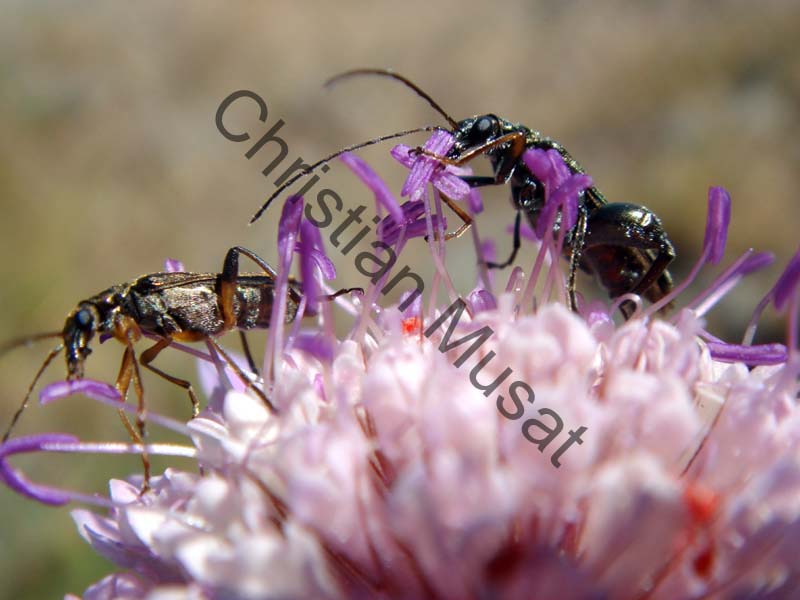 coleoptere 022