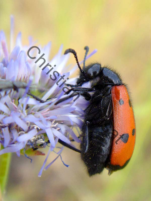 mylabris quadripuncta 001