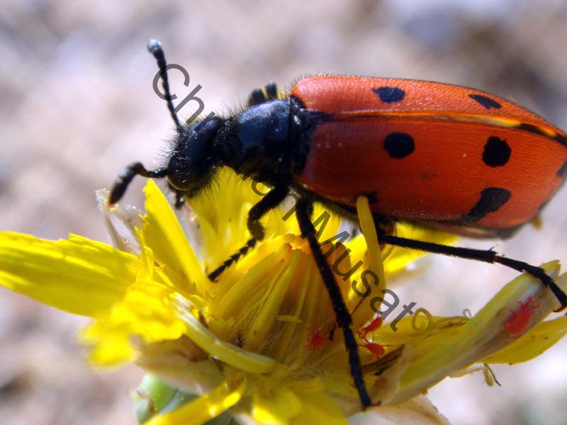 mylabris quadripunctata 005