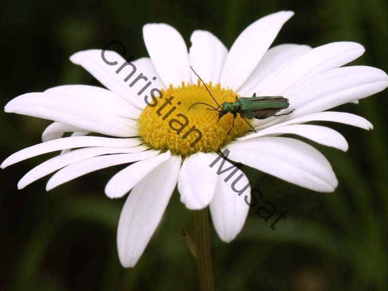 oedemera 001