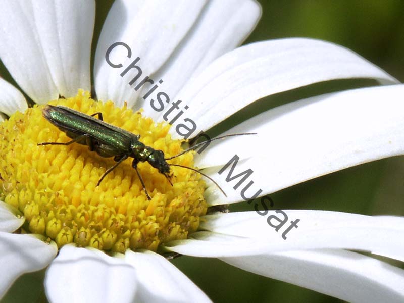 oedemera 002