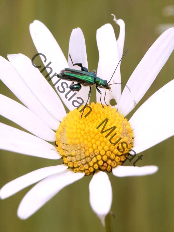 oedemera 004