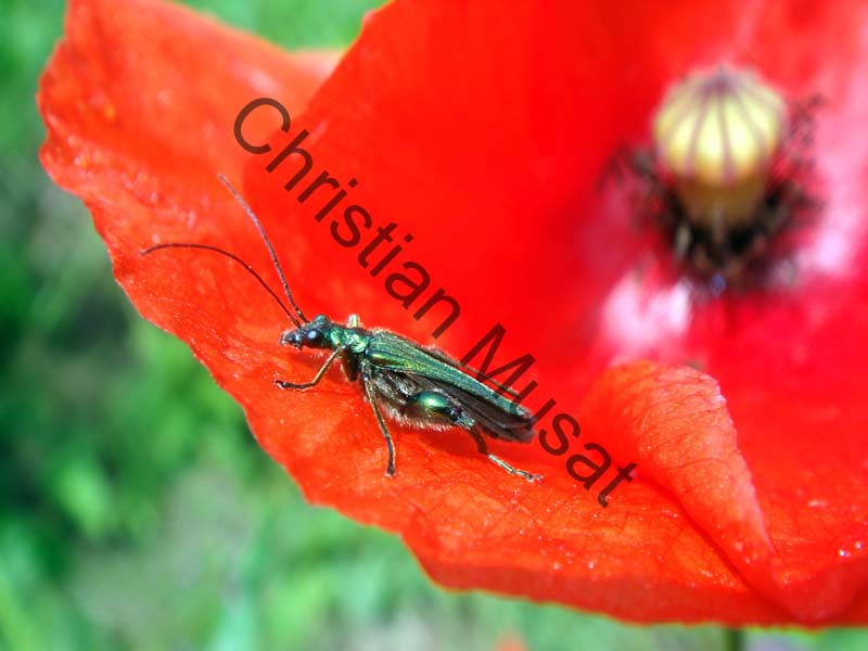 oedemera 008