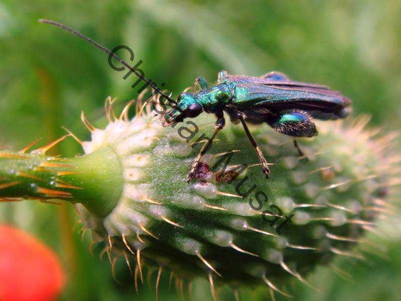 oedemera 012