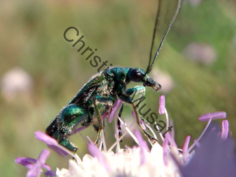 oedemera 013