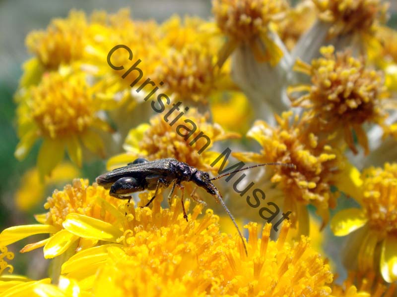 oedemera 015