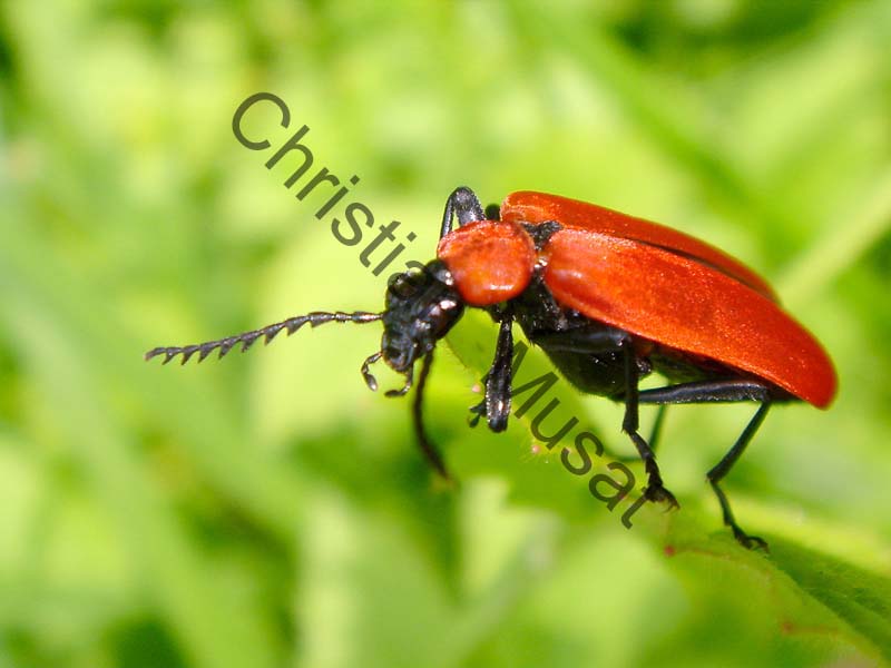 pyrochroa 001