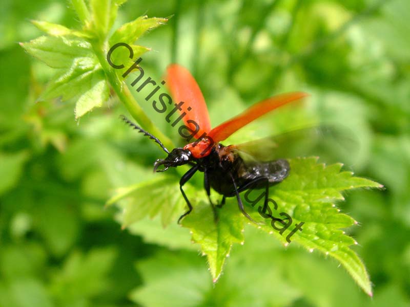 pyrochroa 002