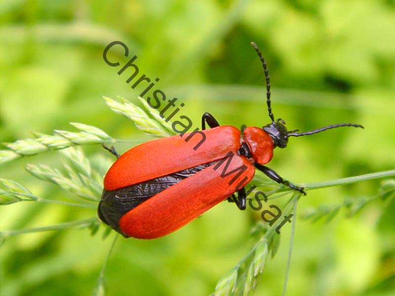 pyrochroa 003