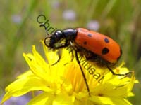 mylabris quadripuncta 002