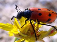 mylabris quadripunctata 005