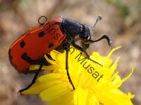 mylabris quadripunctata 007