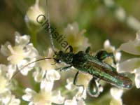 oedemera 005