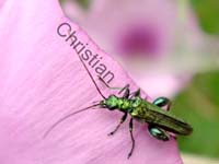 oedemera 006