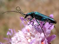 oedemera 014