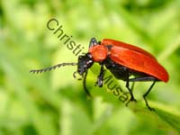 pyrochroa 001