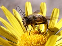 mouche 005