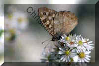 tircis 003
