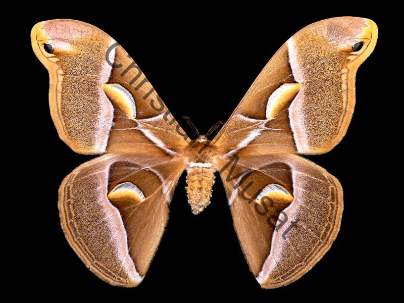 bombyx 001