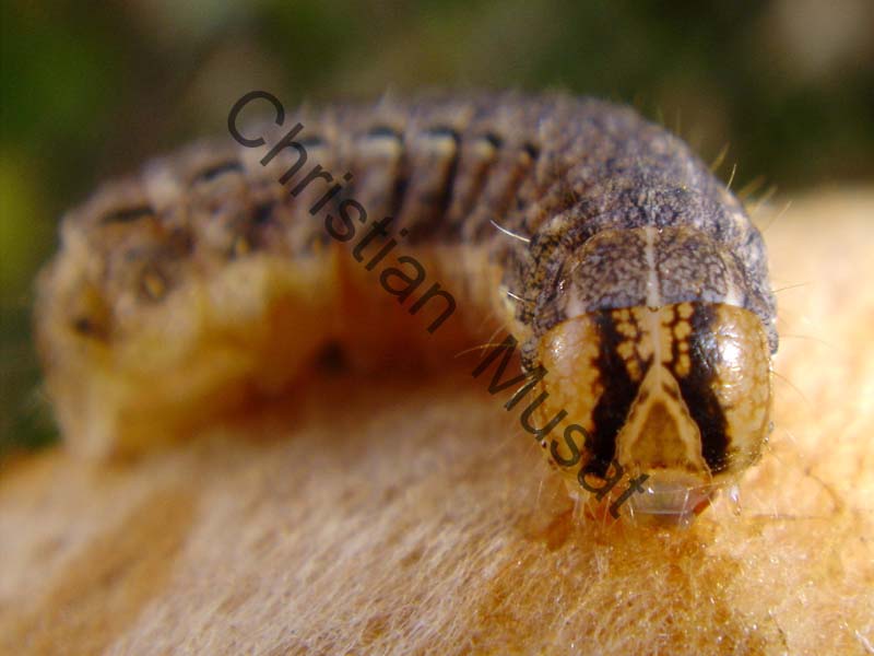 chenille 011