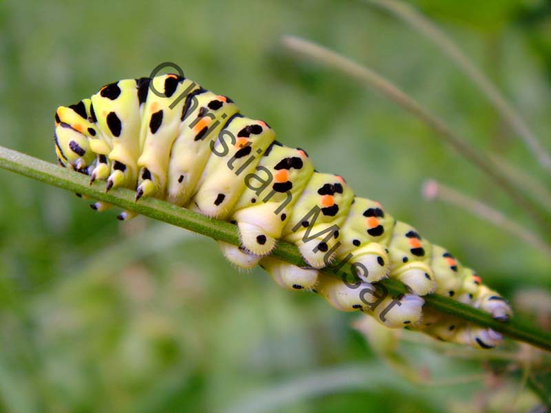 chenille machaon 004